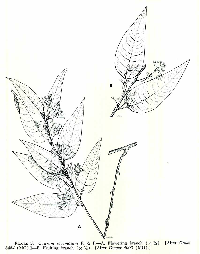 no HD illustration available (3)
