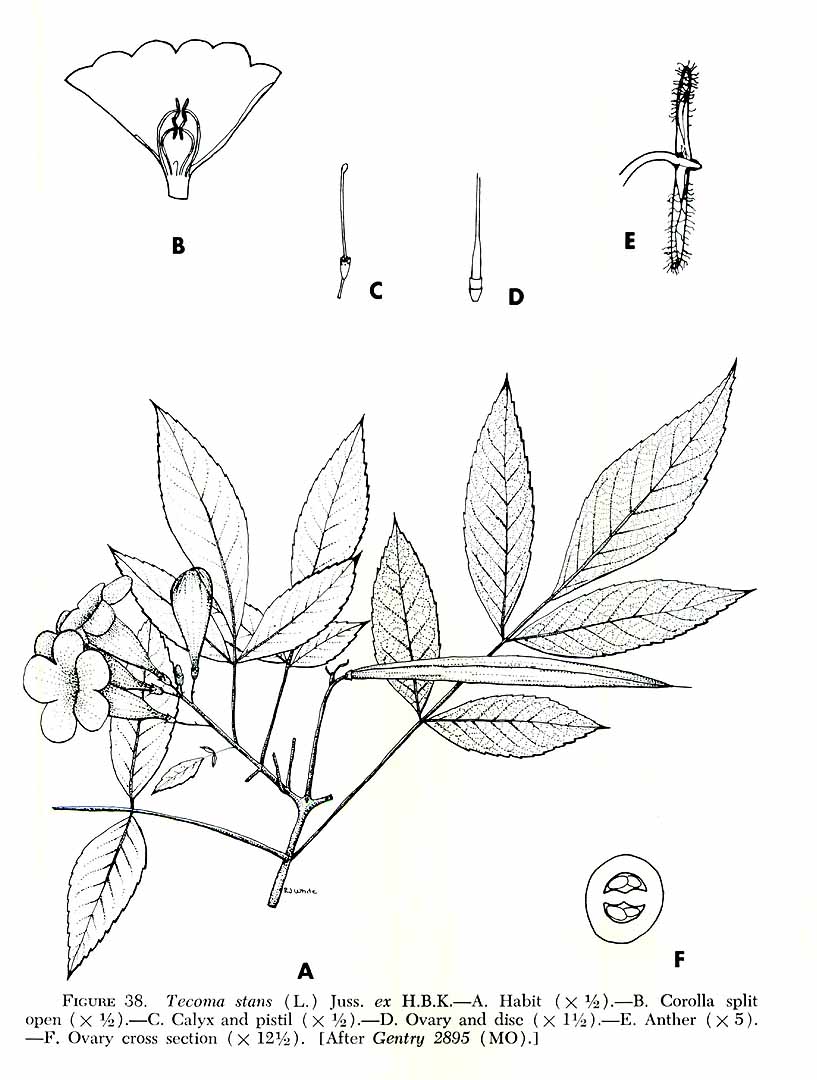 no HD illustration available (3)