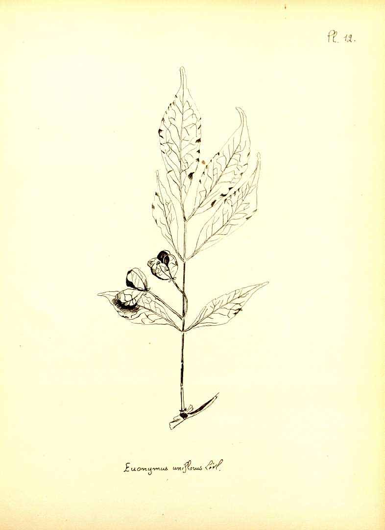 no HD illustration available (3)