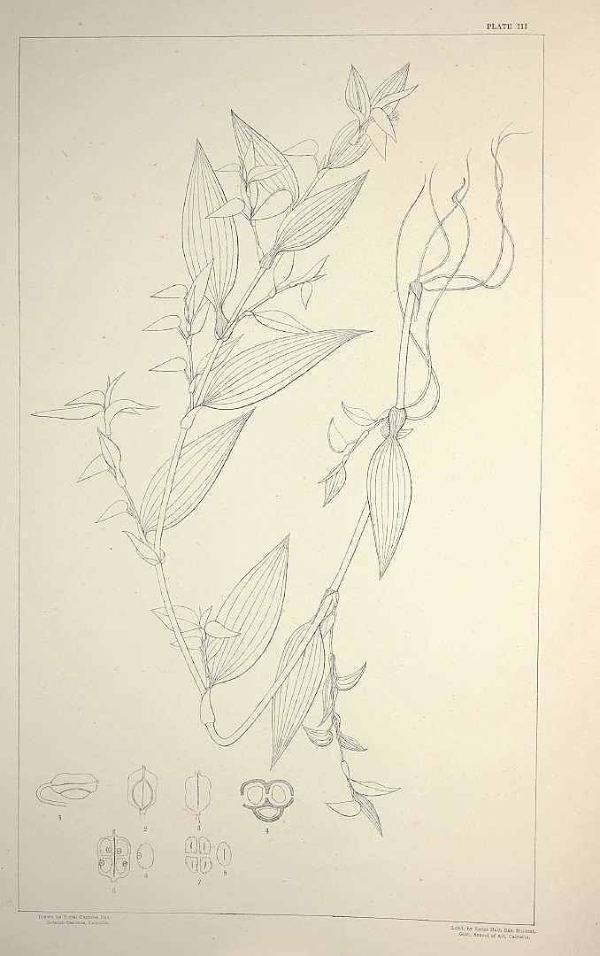 no HD illustration available (m1)
