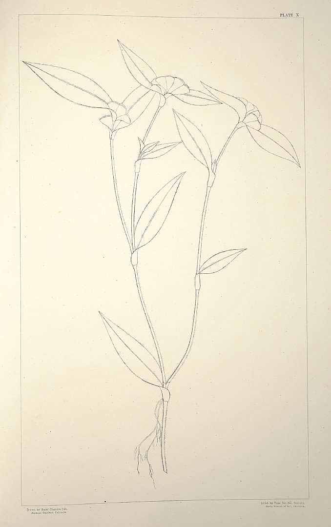 no HD illustration available (m1)