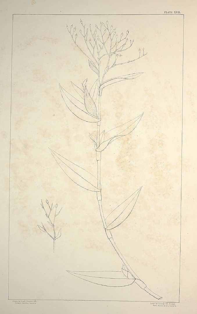 no HD illustration available (m1)