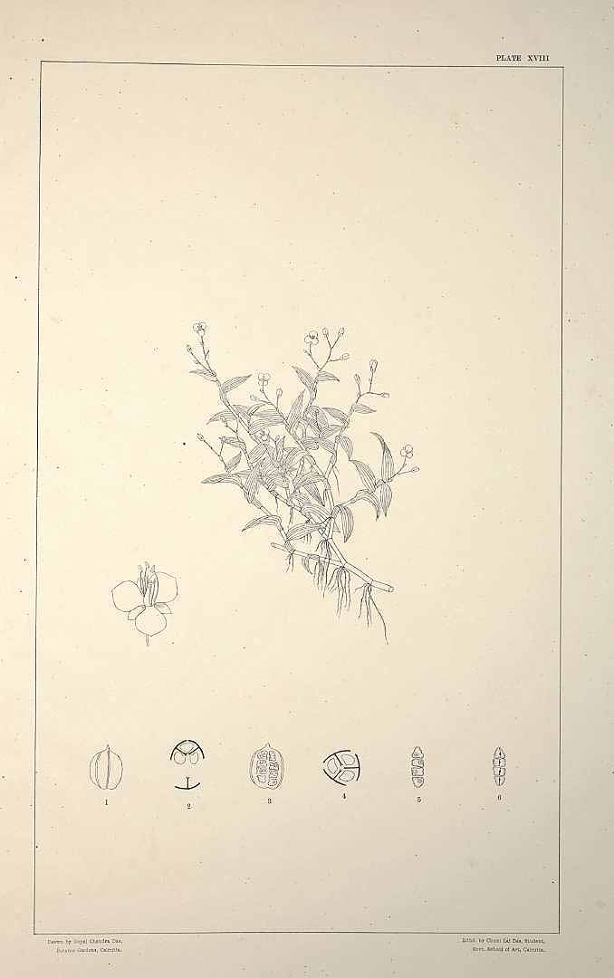 no HD illustration available (3)