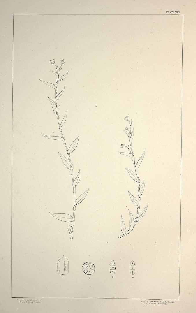 no HD illustration available (m1)