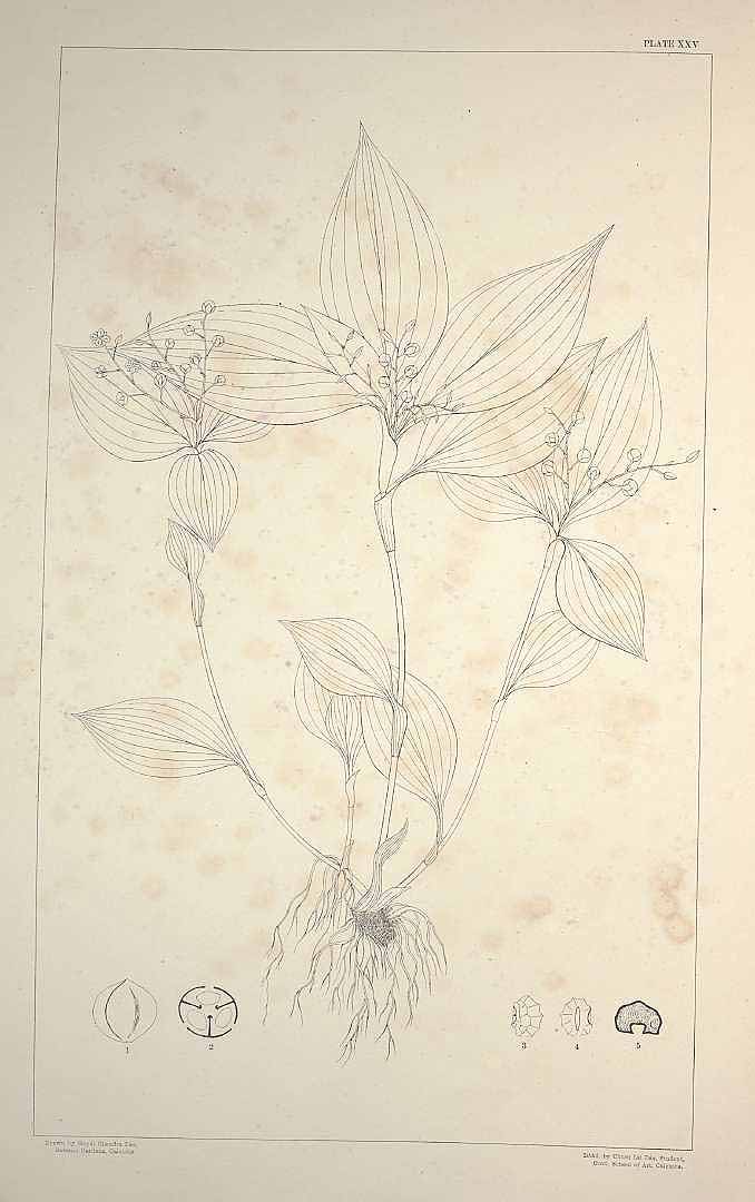 no HD illustration available (m1)