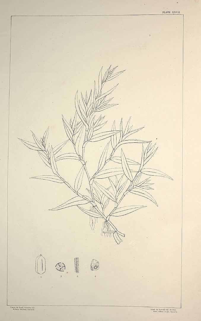 no HD illustration available (m1)