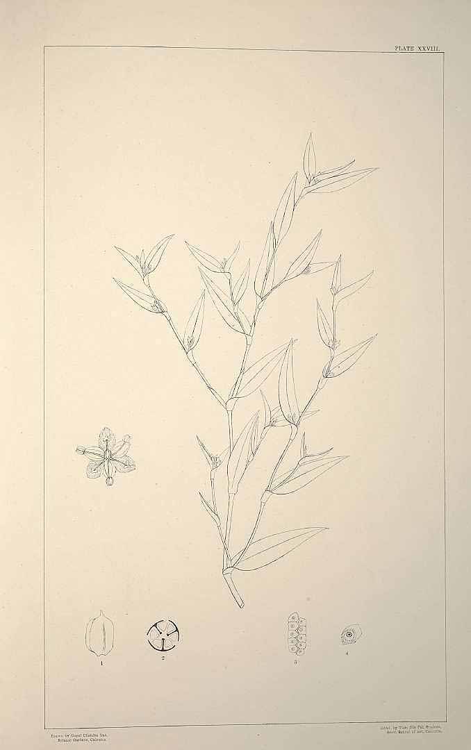 no HD illustration available (m1)