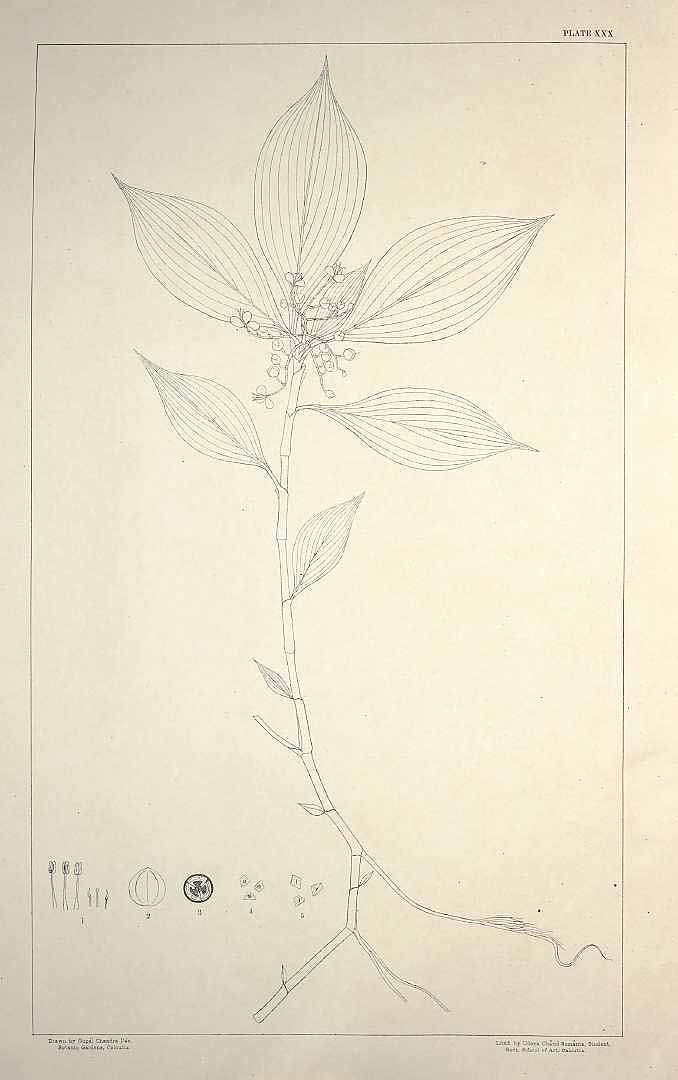 no HD illustration available (m1)