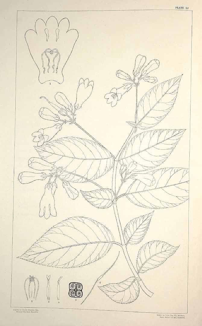 no HD illustration available (m1)