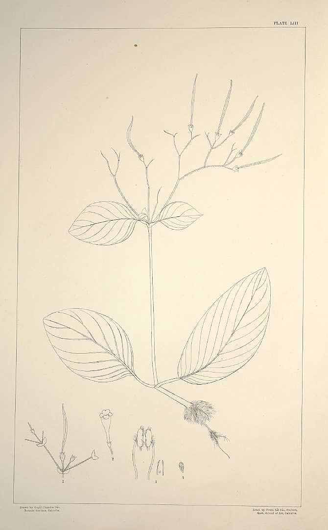 no HD illustration available (m1)