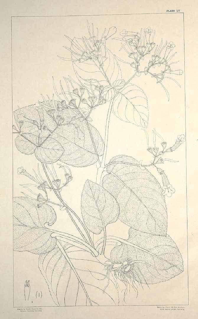 no HD illustration available (m1)