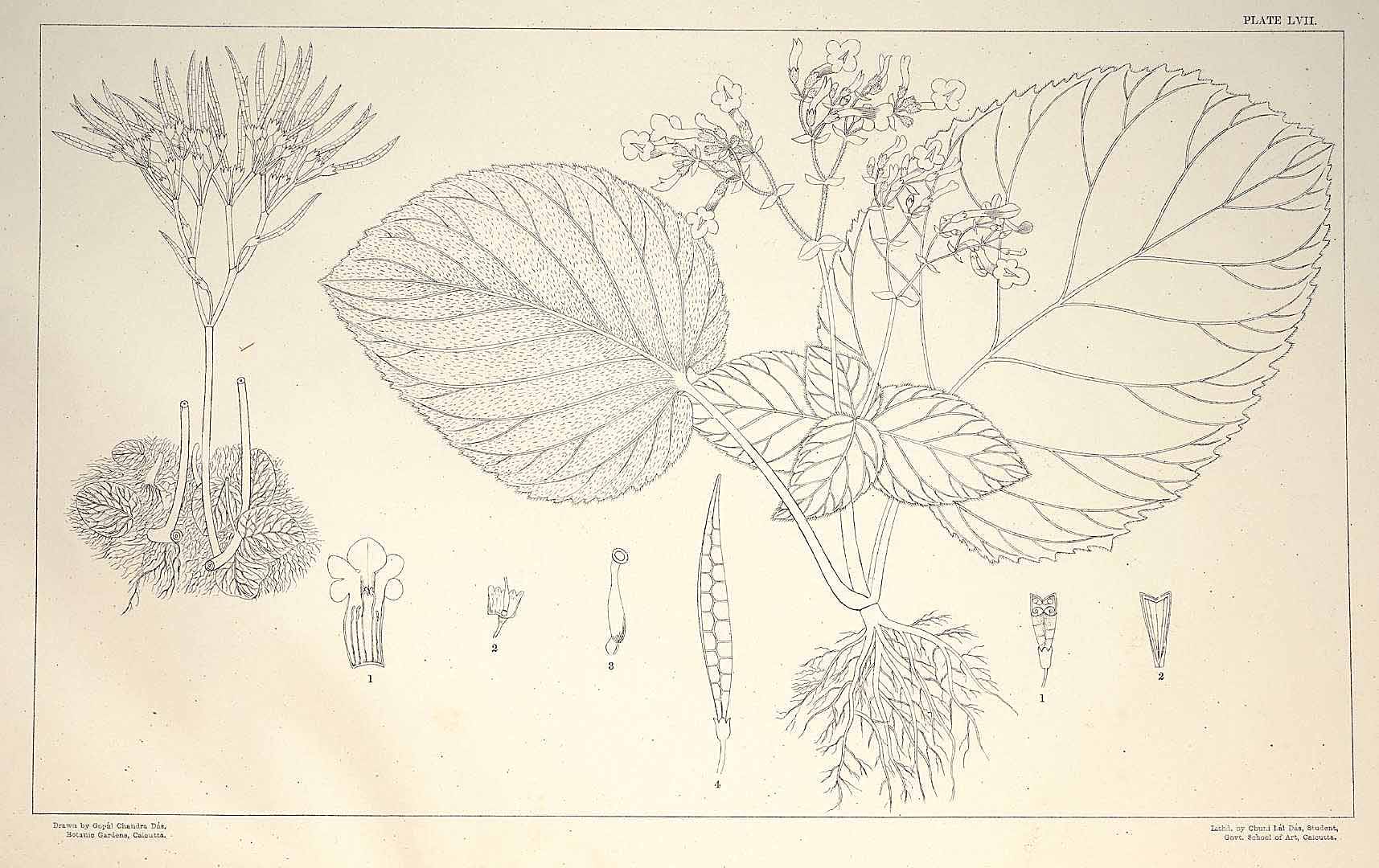 no HD illustration available (3)