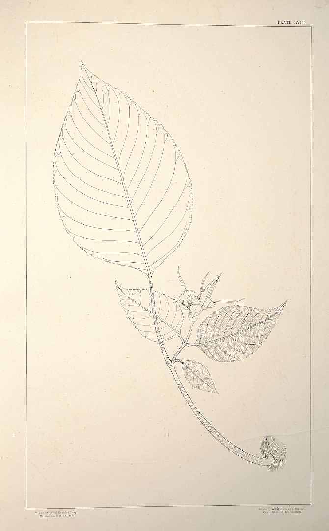 no HD illustration available (m1)