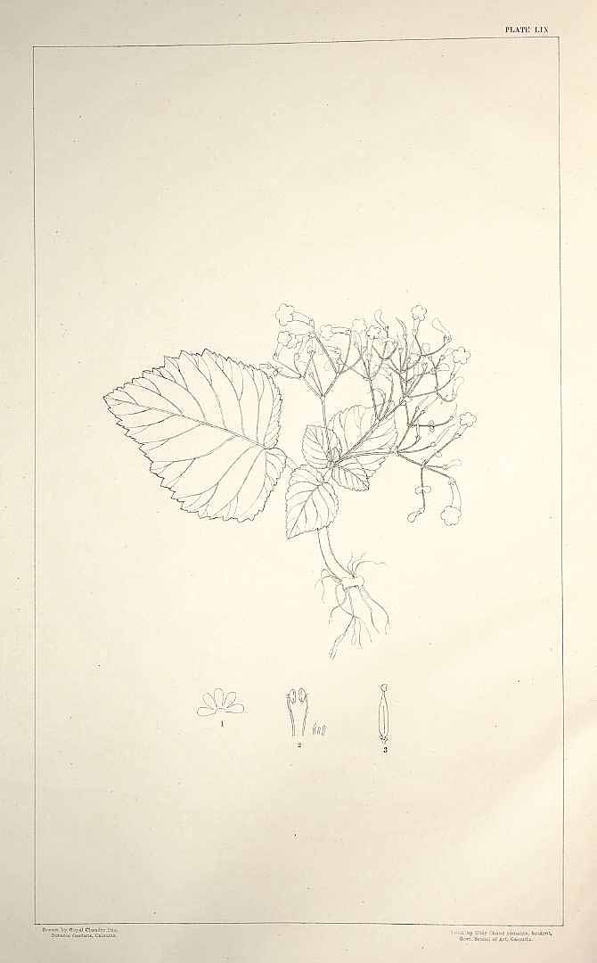 no HD illustration available (m1)