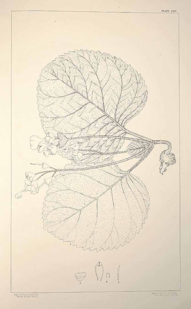 no HD illustration available (m1)