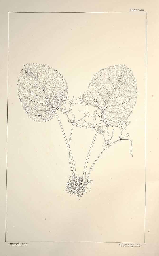no HD illustration available (3)