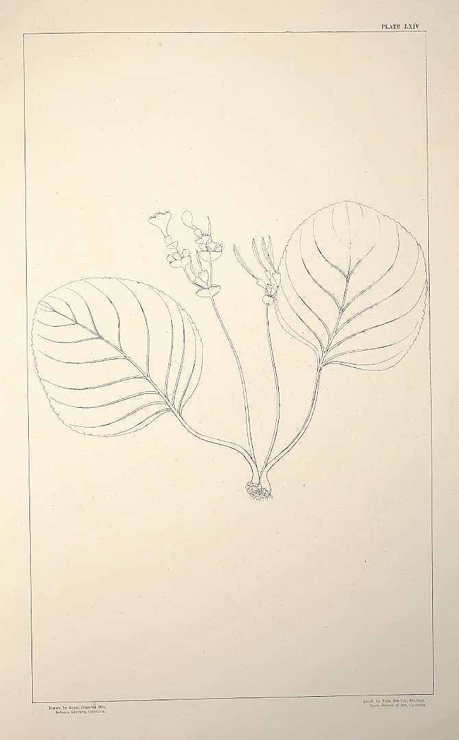 no HD illustration available (m1)