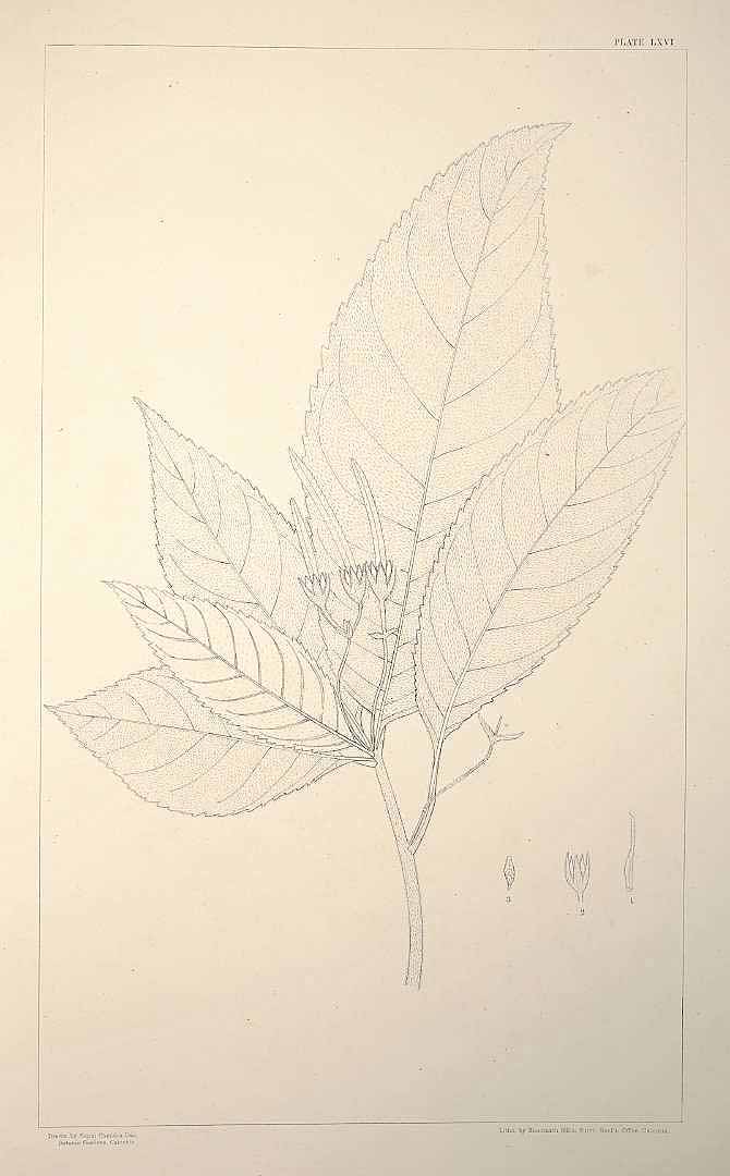 no HD illustration available (m1)