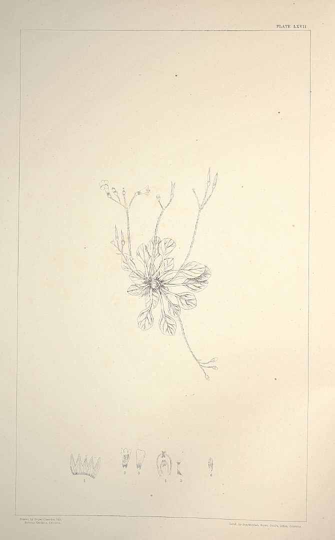 no HD illustration available (m1)