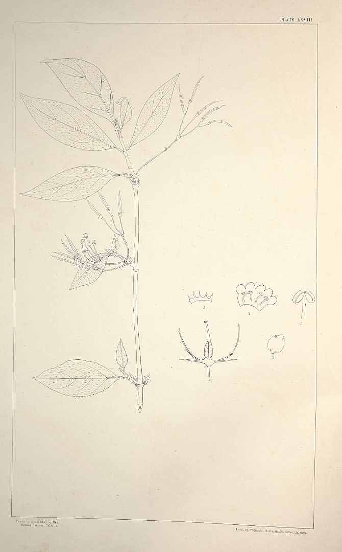 no HD illustration available (m1)