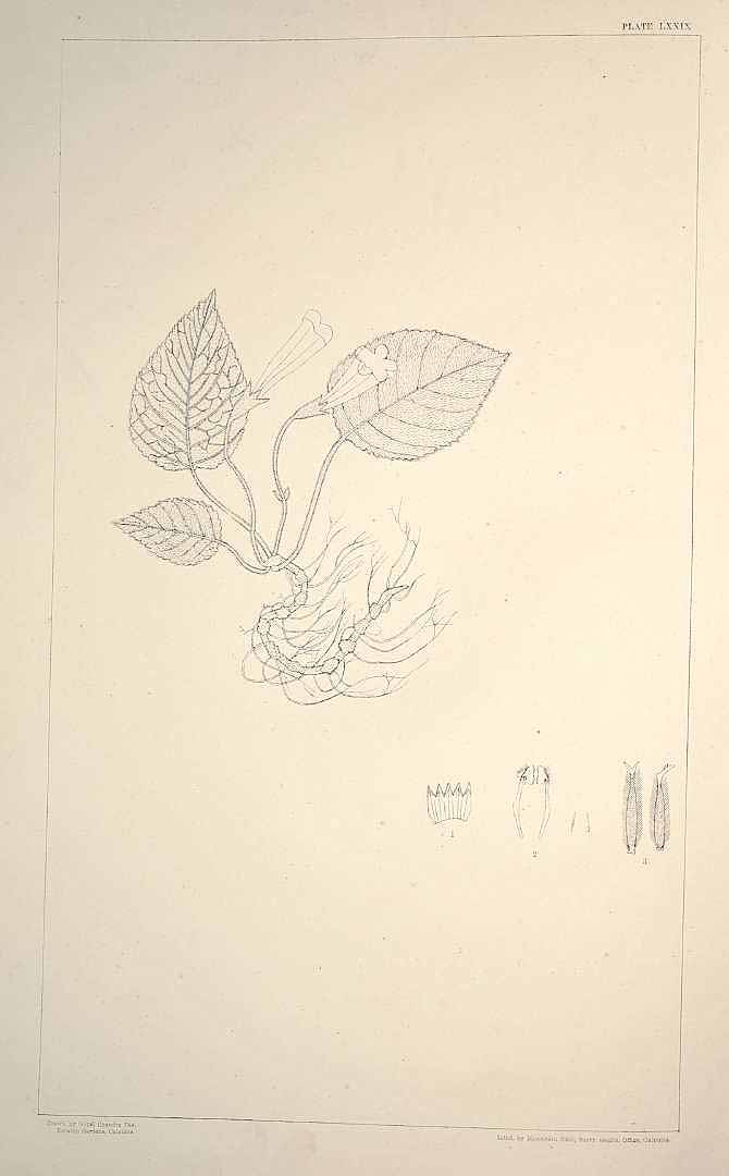 no HD illustration available (3)