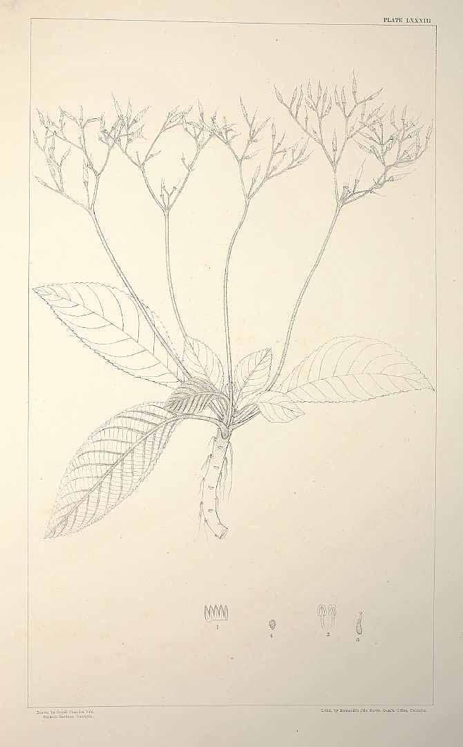 no HD illustration available (m1)