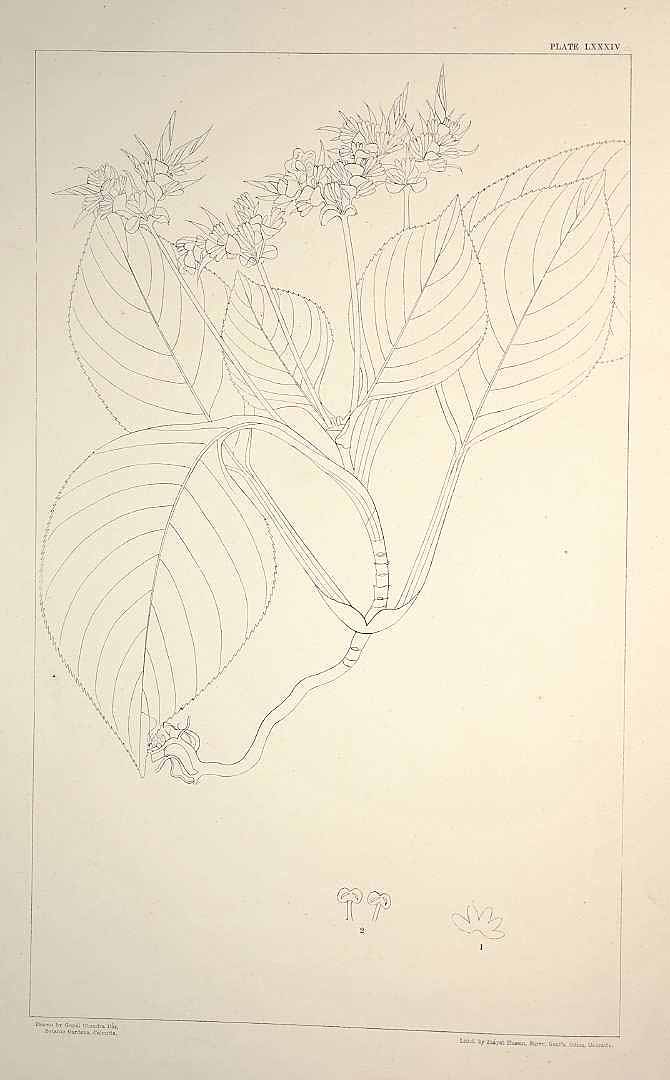 no HD illustration available (m1)