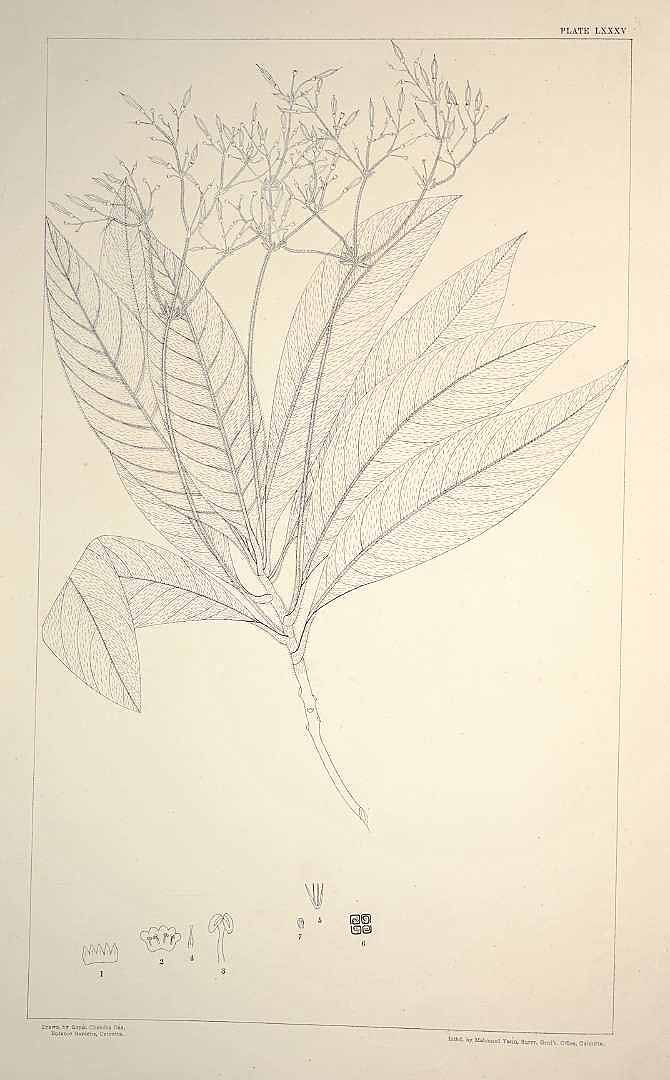 no HD illustration available (m1)