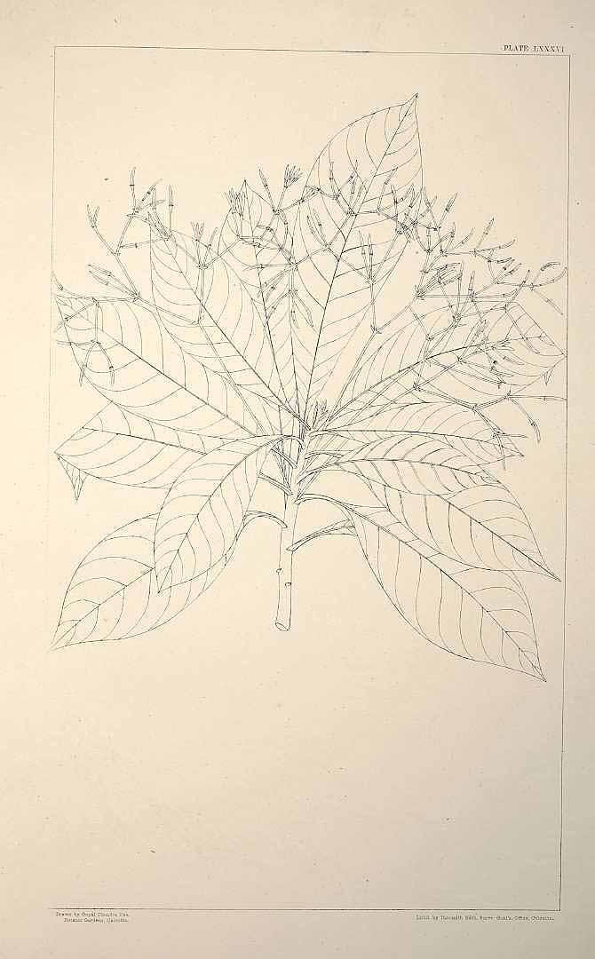 no HD illustration available (m1)