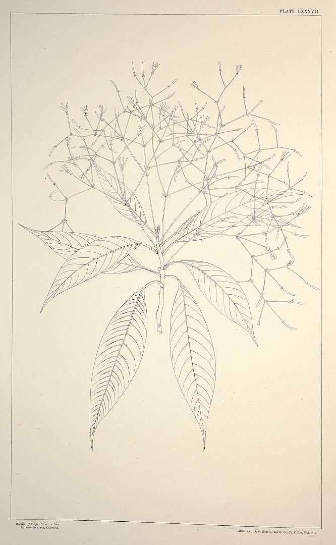 no HD illustration available (m1)