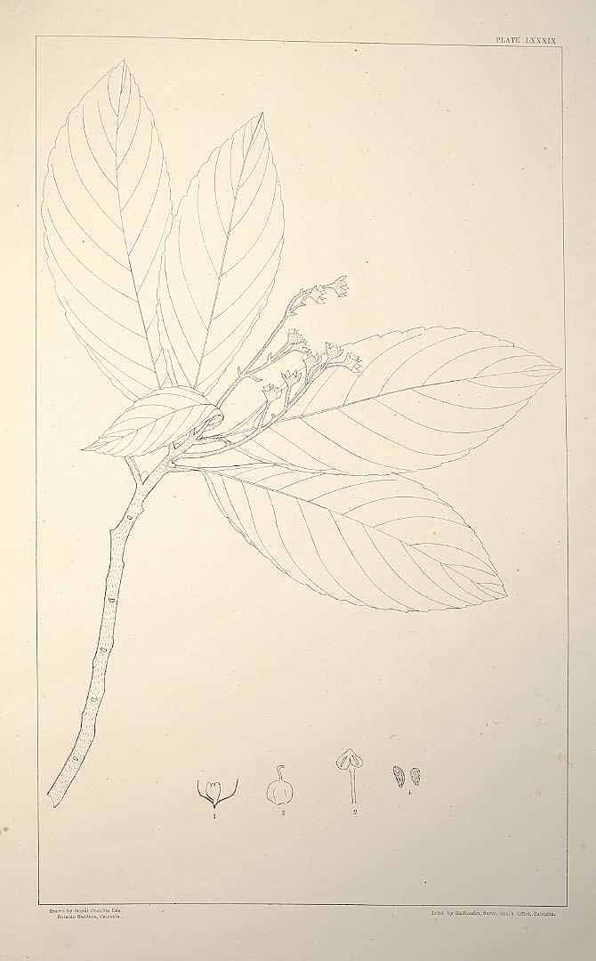 no HD illustration available (m1)