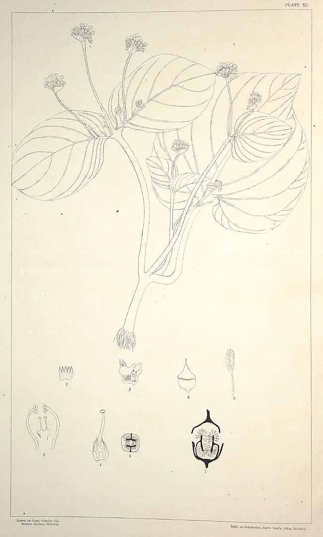 no HD illustration available (m1)