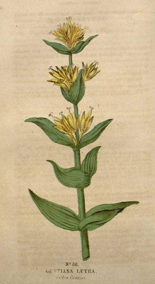no HD illustration available (3)