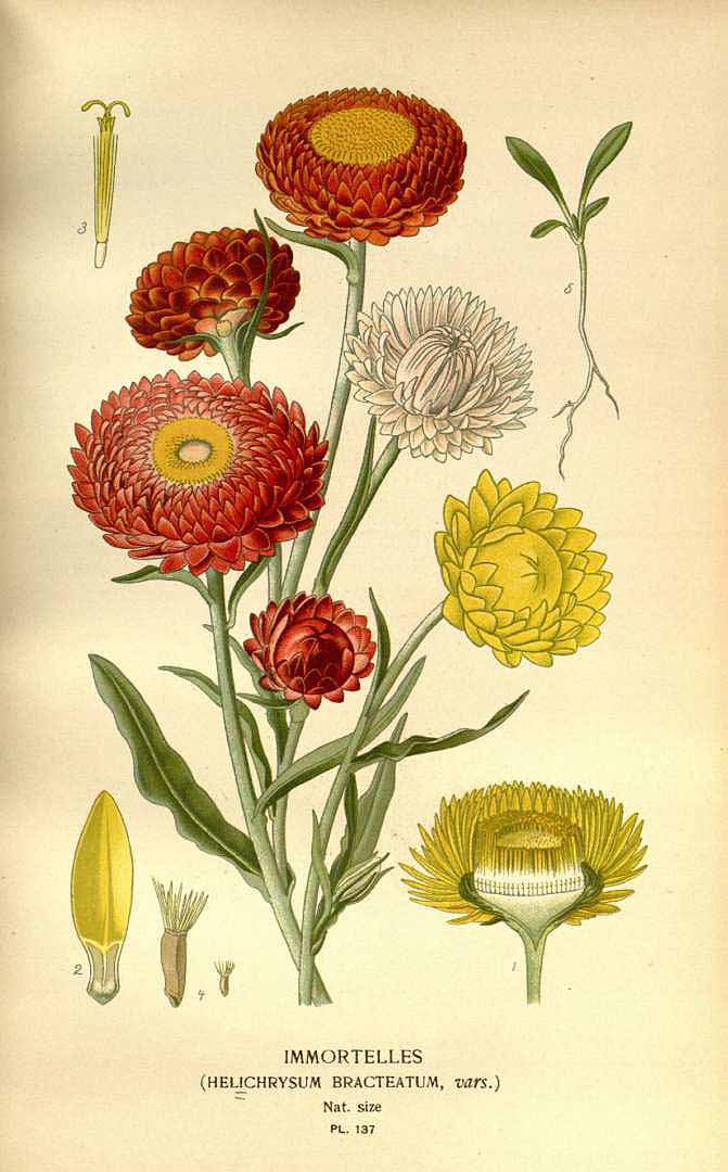 no HD illustration available (3)