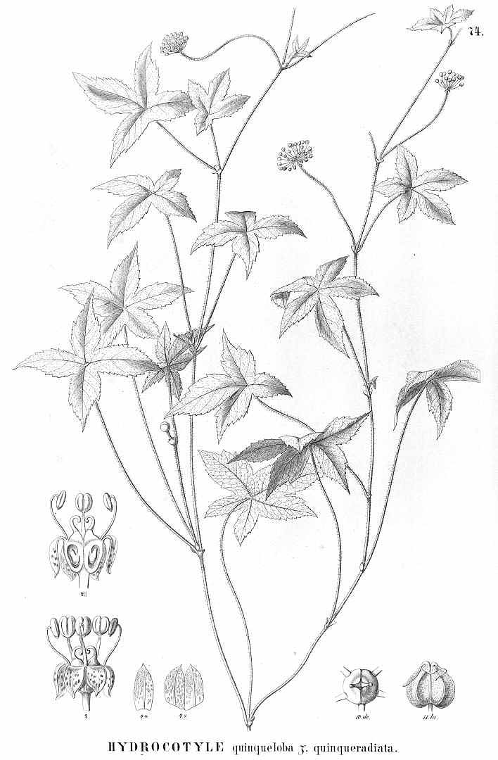 no HD illustration available (3)