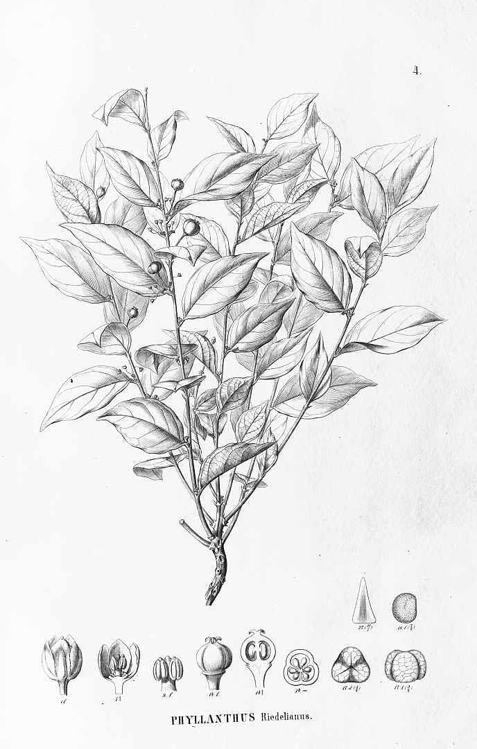 no HD illustration available (3)