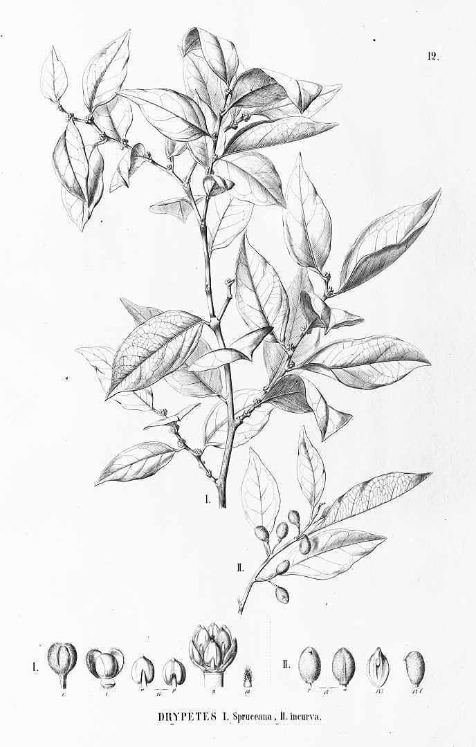 no HD illustration available (3)