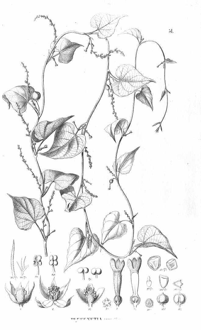 no HD illustration available (3)