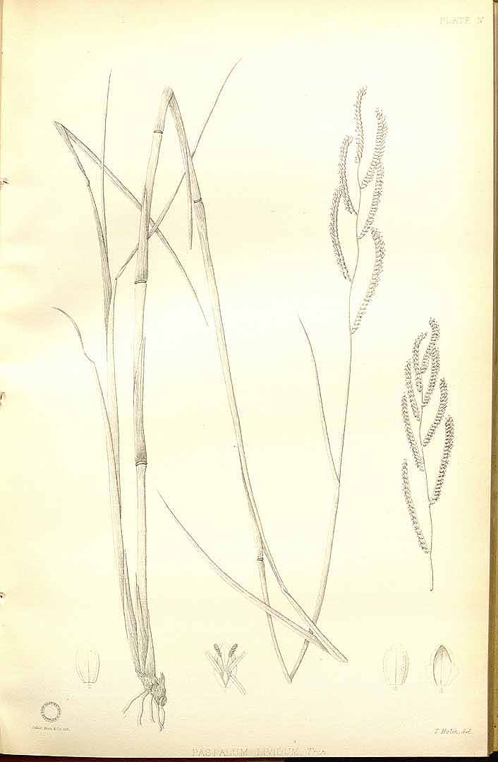 no HD illustration available (3)