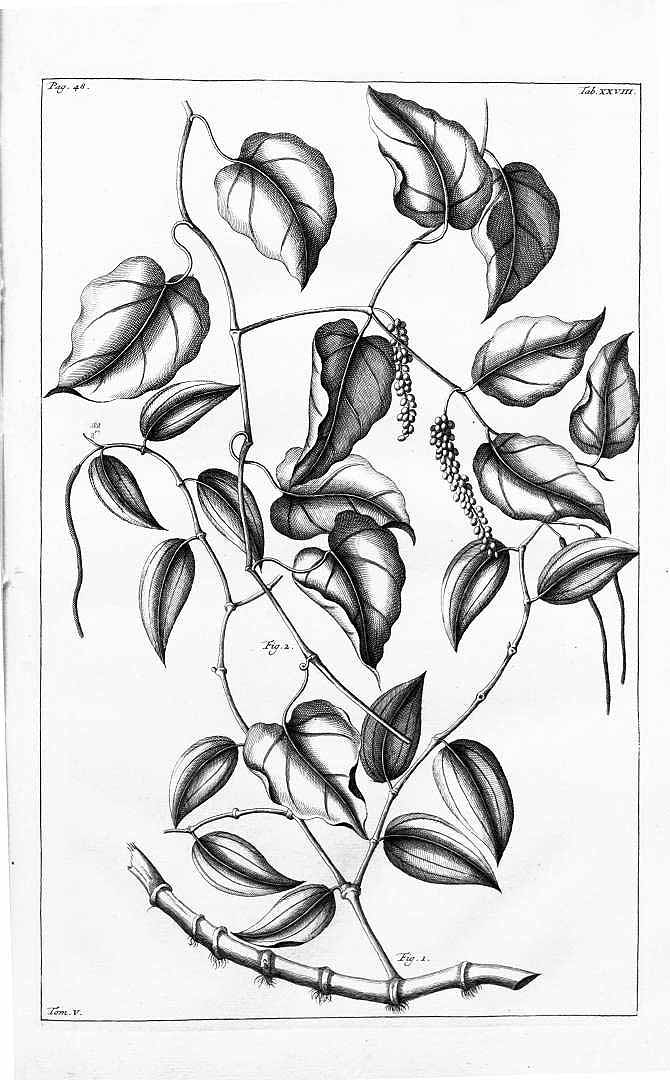 no HD illustration available (3)