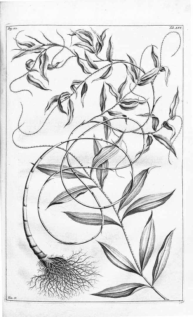 no HD illustration available (3)