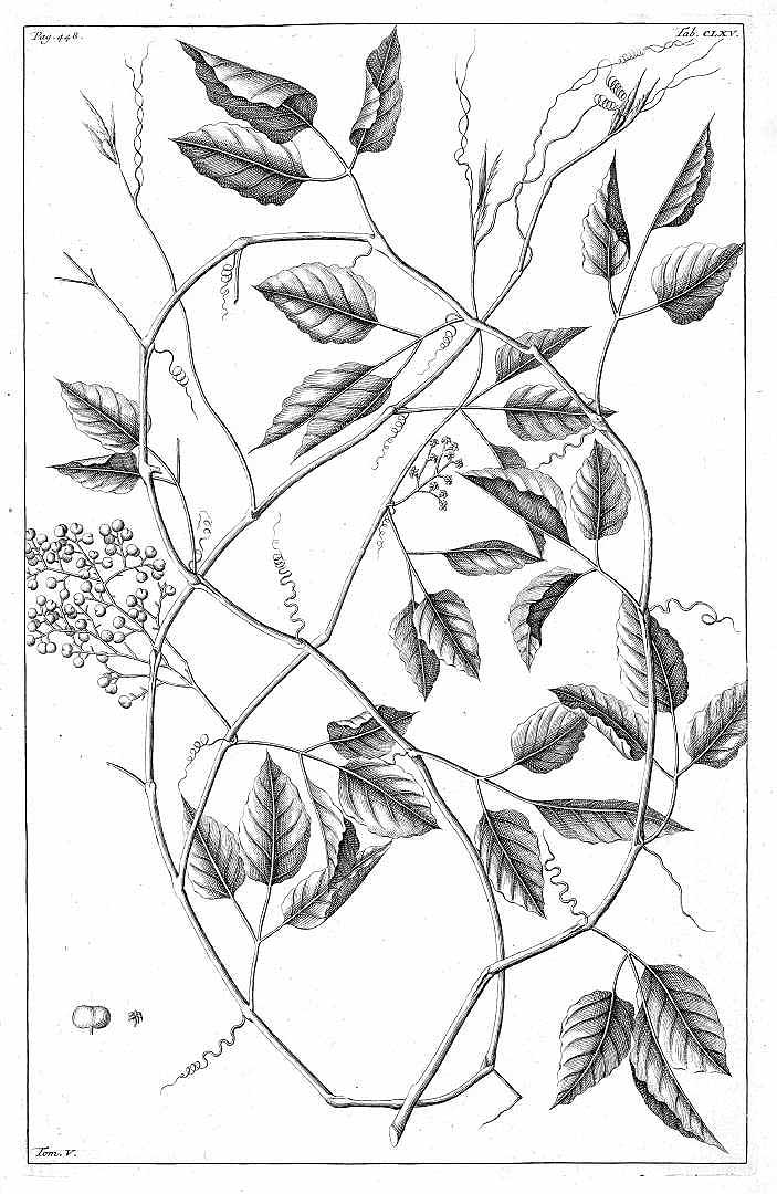 no HD illustration available (3)