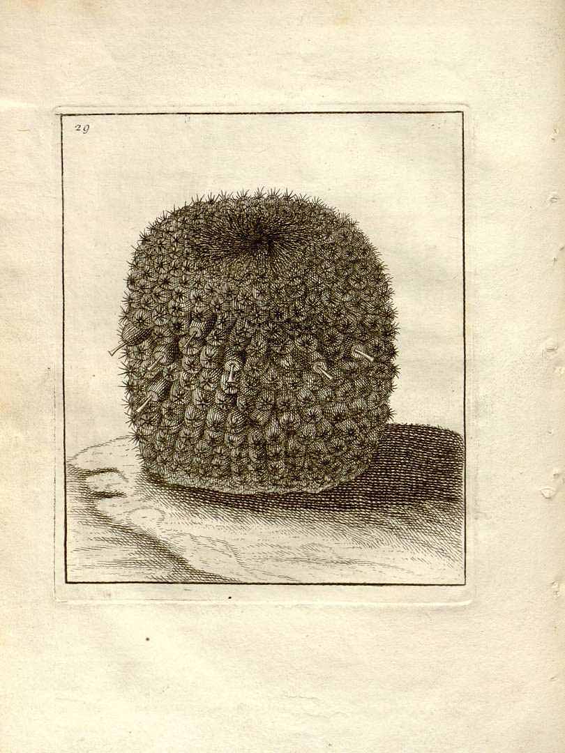 no HD illustration available (m1)