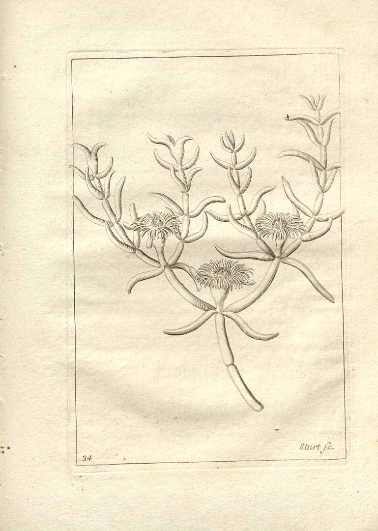 no HD illustration available (m1)