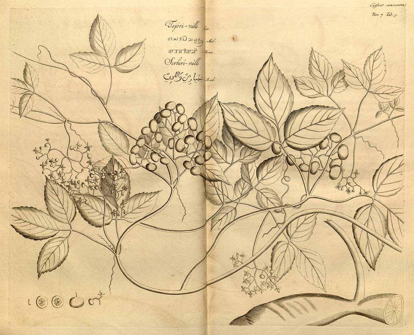 no HD illustration available (3)