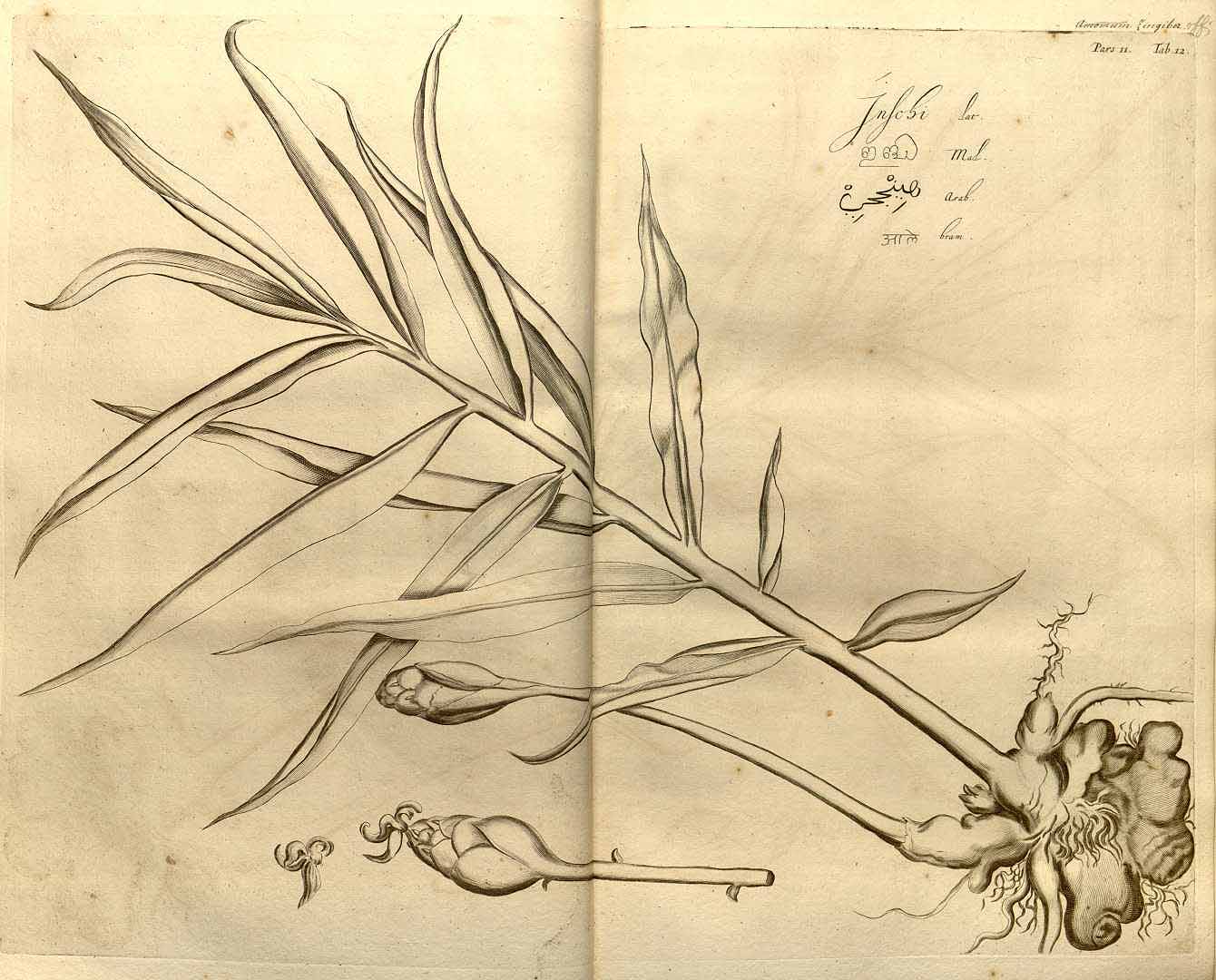 no HD illustration available (3)