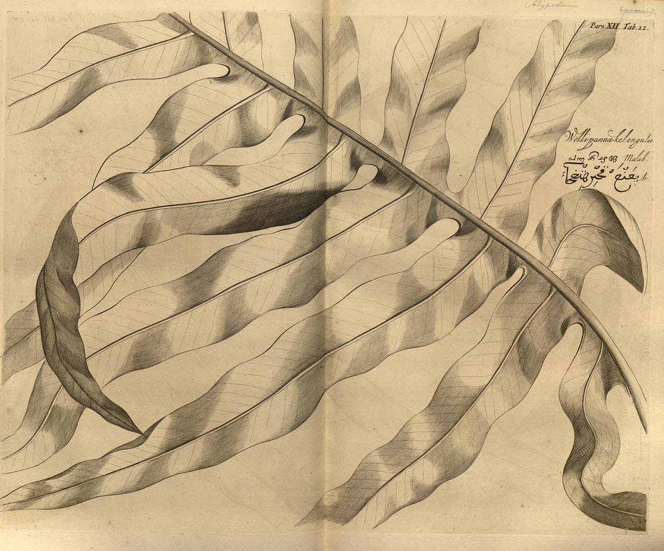 no HD illustration available (3)
