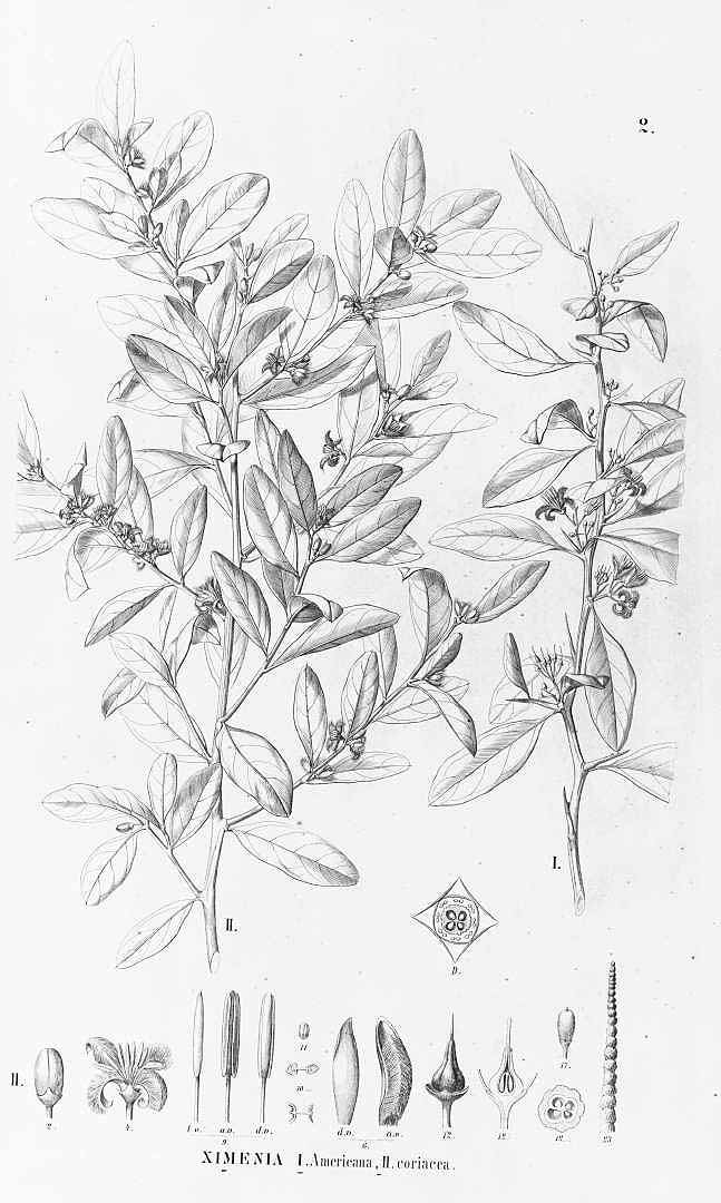no HD illustration available (m1)