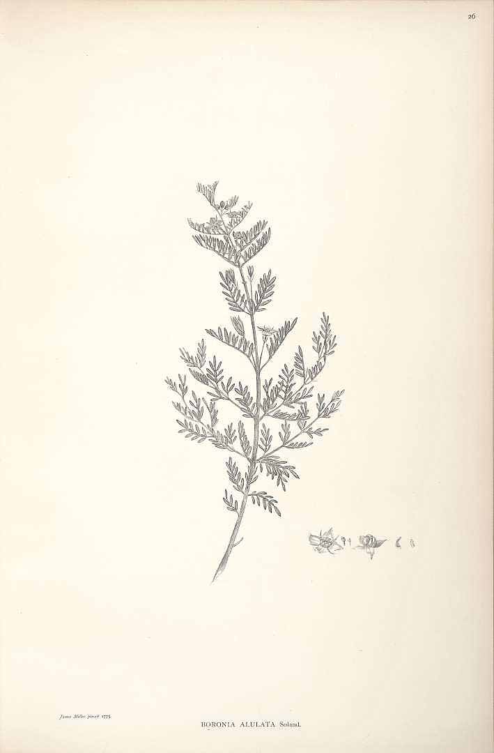 no HD illustration available (m1)
