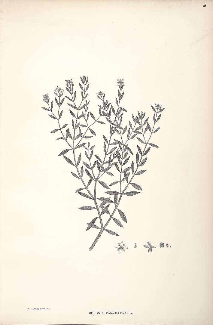 no HD illustration available (m1)